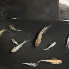 ギンモクセイ6匹の画像