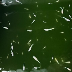 レッドクリフ（白勝ち）20匹の画像