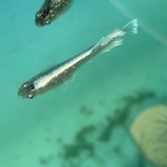 メダカ　真・ギャツビー2025稚魚10匹からの画像