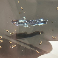 メダカ　真・ギャツビー2025稚魚10匹からの画像