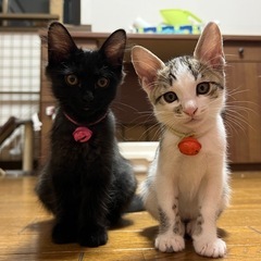 キジ白 女の子 生後3ヶ月ほど