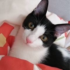 🐈‍⬛💕ハチワレの甘えん坊イケニャンのマルくん🐈‍⬛💕