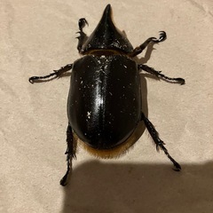 発送可　サタンオオカブト　オス62mmの画像