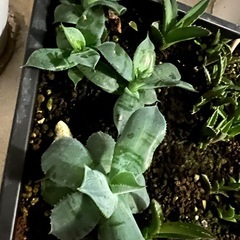 アガベチタノタなど、、の画像