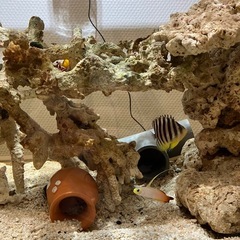 餌付け済みシマヤッコの画像