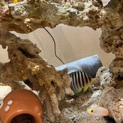 餌付け済みシマヤッコの画像