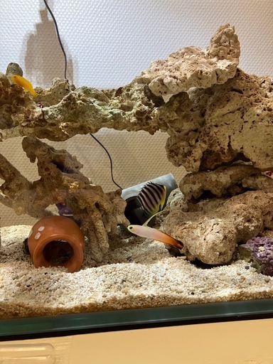 餌付け済みシマヤッコ