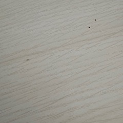 こたつテーブル
の画像