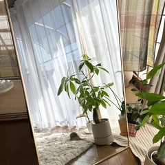 SAKODA 全身鏡の画像