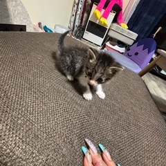 里親募集