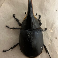 発送可　サタンオオカブト　オスの画像