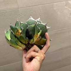 アガベ　チタノタ　SADの画像