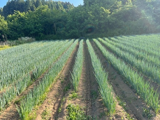 ネギ農家の機械一式セット販売！