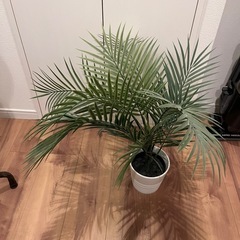 人工(フェイク)観葉植物の画像