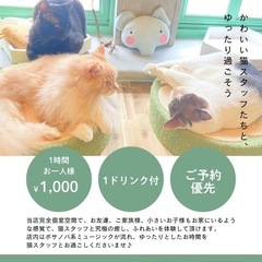 寝屋川にて猫カフェcoco_CAROL オープンしています…