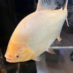アルビノレッドコロソマ±30cmの画像