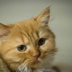レッド系の男の子