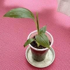 アケビバナナ　ピンクバナナの苗　観葉植物の画像