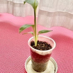 アケビバナナ　ピンクバナナの苗　観葉植物の画像