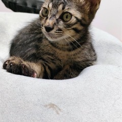 キジトラ       2ヶ月　　男の子