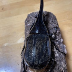 DHヘラクレス 新生虫143㎜♂
の画像