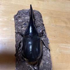 DHヘラクレス 新成虫136㎜♂の画像