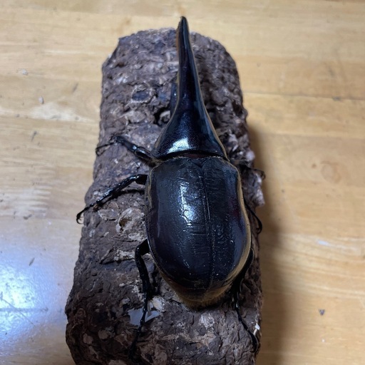 DHヘラクレス 新成虫135㎜♂