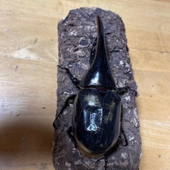 DHヘラクレス 新成虫132㎜♂  難ありの画像