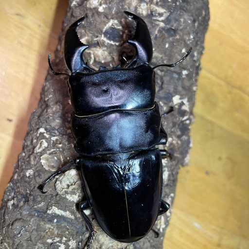 スマトラオオヒラタ 新世虫99.7㎜♂