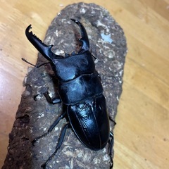パラワンオオヒラタ 新成虫103.5㎜♂の画像