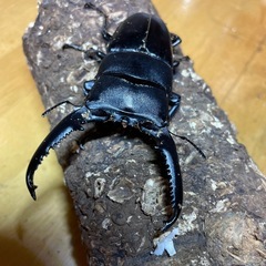 パラワンオオヒラタ 新成虫98.8㎜♂の画像