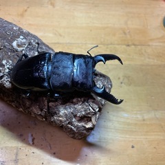 パラワンオオヒラタ 新成虫105.6㎜♂の画像