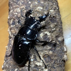 タランドゥスオオツヤクワガタ 大型血統新成虫69.0㎜♂の画像