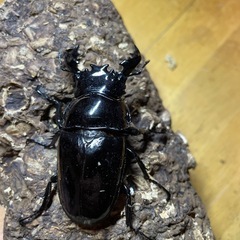 タランドゥスオオツヤクワガタ 大型血統新成虫69.0㎜♂の画像