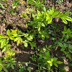 オウバイモドキ　？の画像