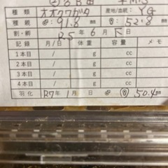 オオクワガタ能勢YG　超有名ブリーダー 純血血統 種ギネスライン の画像