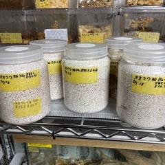 オオクワガタ能勢YG　超有名ブリーダー 純血血統 種ギネスライン の画像