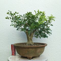 盆栽素材ジュラン（樹蘭）の画像