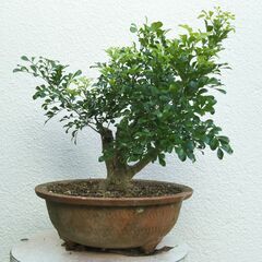 盆栽素材ジュラン（樹蘭）の画像
