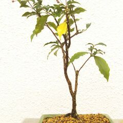 小盆栽アセローラの画像