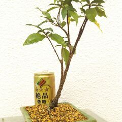 小盆栽アセローラの画像