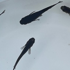 オロチメダカ　成魚10匹の画像
