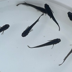 オロチメダカ　成魚10匹の画像