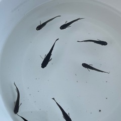 オロチメダカ　成魚10匹の画像