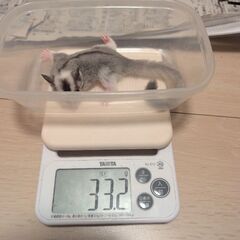  フクロモモンガの販売