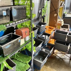 9月9日　四光めだか　めだか無人販売　横須賀市長井