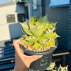 アガベ　姫厳竜　子株の画像
