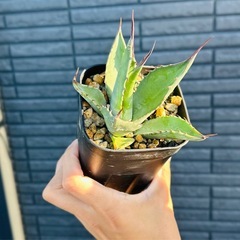 アガベ　不明の画像