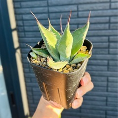 アガベ　不明の画像