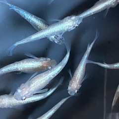 メダカ　白ラメ幹之　10匹の画像